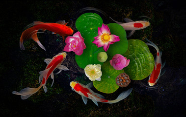 Sticker - Koi fish swim with Nymphaea nelumbo flowers in bloom