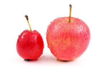 Poster - Apple and crabapple