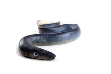 Sticker - Lamprey fish. Vampire.