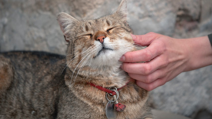 Close up of female hands stroking a cat on the street. Girl caresses a pet. The cat enjoys stroking.