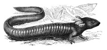 Salamander (Siren Lacertina) / Antique Illustration From Brockhaus Konversations - Lexikon 1908
