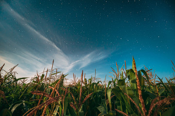 Wall Mural - Night Starry Sky Above Green Maize Corn Field Plantation In Summer Agricultural Season. Night Stars Above Cornfield In August Month