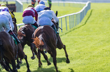 Wall Mural - View from behind of horses galloping down the home straight of the race track