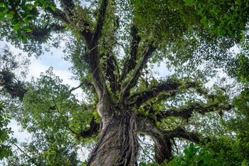 Treetop of a giant kapok tree (Ceiba pentandra) in the rainforest of Volcano Arenal National Park,  Costa Rica.
It is 30 meters high and 400 years old.
