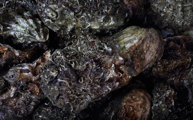 Sticker - Oysters background