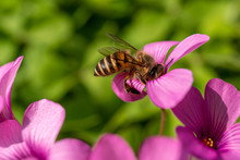 Close-Up Of A Honey Bee On Pink Flower