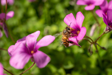 Close-Up of a honey bee on pink flower