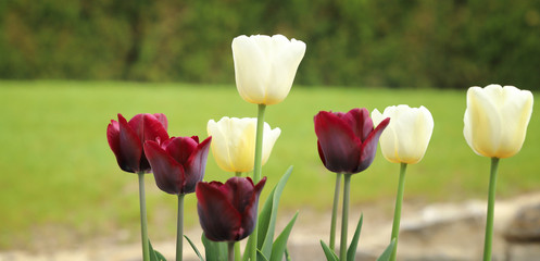 weisse und dunkelrote tulpen im frühjahr