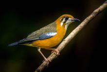 Orange Thrush Bird