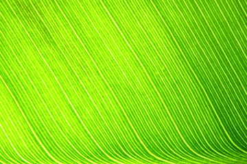 texture of green leaves in nature for background