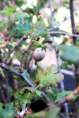 Wall Mural - Gooseberry disease. American gooseberry mildew. Leaves infected Oidium. Fruit damaged fungus . Berries are rotting on the bush