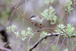 The lesser whitethroat (Sylvia curruca) is photographed close-up on the branches of flowering bushes and on a beautiful blurred background