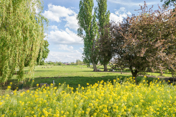 Wall Mural - Classic view of the dutch countryside in spring. Sheep graze in the green pasture.