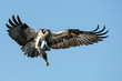 © Bernie Duhamel - Osprey Fish