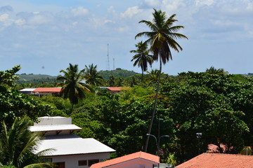 Wall Mural - porto de galinhas