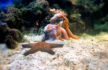 Starfish At The Bottom Of The Aquarium