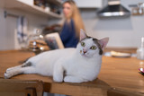 Fototapeta Zwierzęta - Close-up of a white cat stretched out on the kitchen table