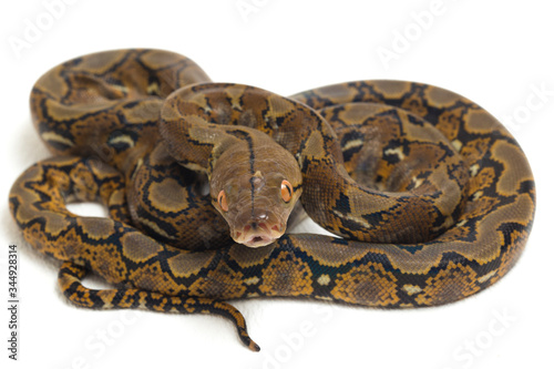 Reticulated Python Python Reticulatus Isolated On White Background Stock 写真 Adobe Stock