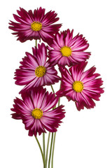 Wall Mural - cosmos flower isolated