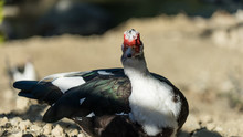 Close-up Of A Muscovy Duck In Cyprus Village.