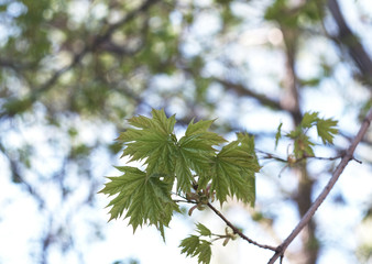 Poster - spring leaves on a maple branch