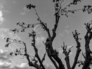 Fotoroleta jesień las drzewa natura
