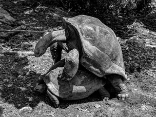 Black and White Photography of Two Aldabra tortoises reproducing on Moyenne island, Seychelles