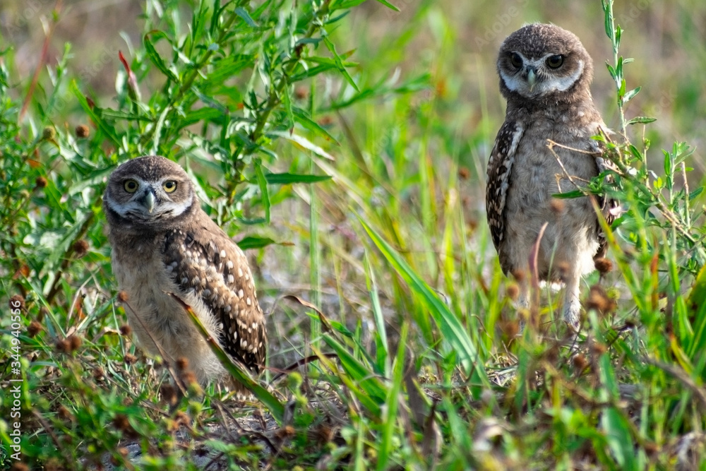 Baby Burrowing Owls portrait , South West Florida Wildlife, Cape Coral