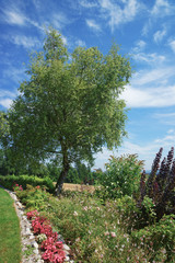 Poster - Lavender at inner yard in Yverdon Switzerland