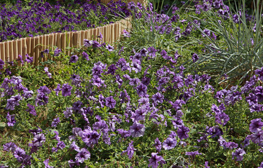 Poster - Parterre de pétunia violet et décoration en bambou