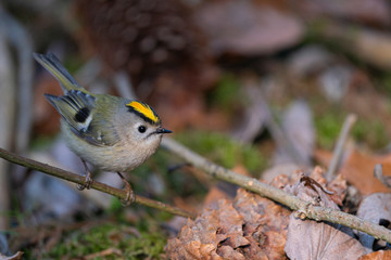 Wall Mural - Goldcrest, regulus regulus, golden-crested kinglet. The smallest bird in Eurasia