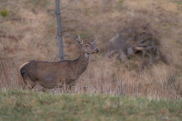 Wall Mural - Close up portrait of a red deer doe