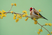 Goldfinch, Carduelis Carduelis, Single Bird On Blossom