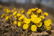 Coltsfoot (Tussilago farfara L.) flowers in the spring forest