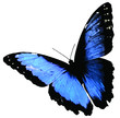 blue morpho (Morpho peleides) butterfly isolated on white background