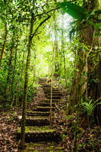 Stairway Through The Forest, Arenal, Costa Rica, Central America