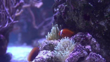 Wall Mural - Clownfish and sea anemone aquarium