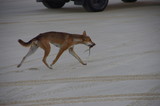 Fototapeta Tęcza - Dingo