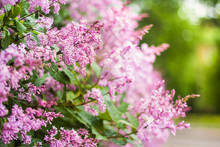 Flowering Branch Of Persian Lilac