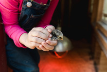 Stock Photo Of Adorable Little Girl Holding A Baby Chick In Her Hands