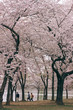 D.C. cherry blossoms