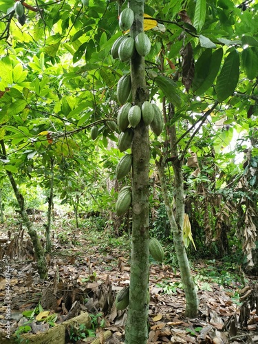 Cuadros en Lienzo arbol de cacao puro en la jungla