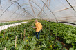 © Michela Ravasio/Stocksy - Farmer checking vegetables in greenhouse