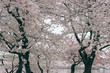 D. c. cherry blossoms