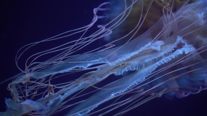 Poster - Fantastic jellyfish floating in the aquarium