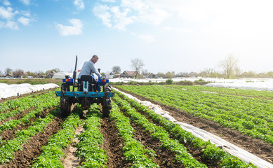 Wall Mural - Farmer on a tractor loosens compacted soil between rows of potato bushes. Improving quality of ground to allow water and nitrogen air to pass through to roots. Crop care. Farming agricultural industry