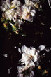 © Laura Stolfi/Stocksy - Torn white peonies against black metal background