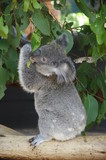 Fototapeta Tęcza - Koala bear