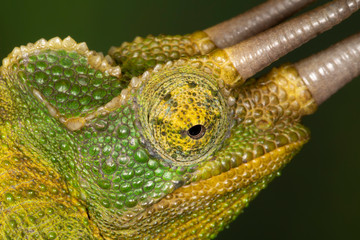 Wall Mural - Jackson's three horned Chameleon from Kenya