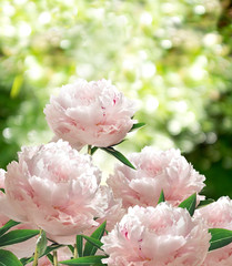 Bouquet of Pink Pionies closeup on a blurred background